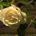 Photos: 白い蔓薔薇咲く