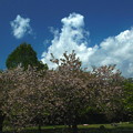 Photos: 八重桜と雲