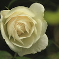 Photos: 今日の白い蔓薔薇
