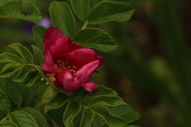 写真: ハマナスの花