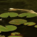 Photos: 白い睡蓮と錦鯉