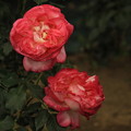写真: 薔薇　カリフォニア　ドリーミング