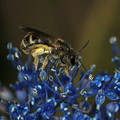 Photos: 山紫陽花への蜂の触手