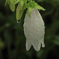 写真: 雨の日の白ホタルブクロ