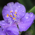 Photos: 雨の濡れて　紫露草