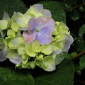 Photos: 紫陽花の優しい色