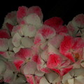 Photos: 紫陽花ピンク色　珍しい