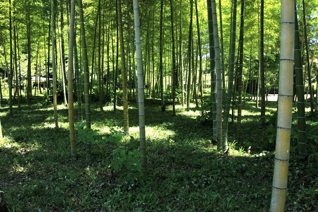 森林公園の内の竹林