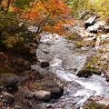 秋の渓流　照葉峡