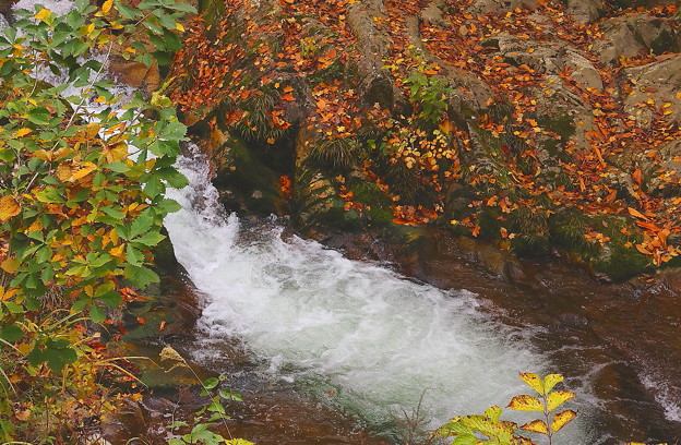 Photos: 落葉と渓流　照葉峡A