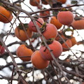 Photos: 収穫の秋　柿