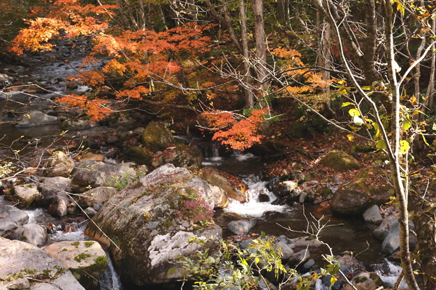 写真: 紅葉の照葉峡の風景