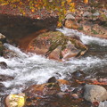 秋の渓流　照葉峡５