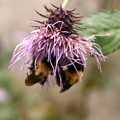 Photos: 蜜蜂　アザミに二匹珍しい