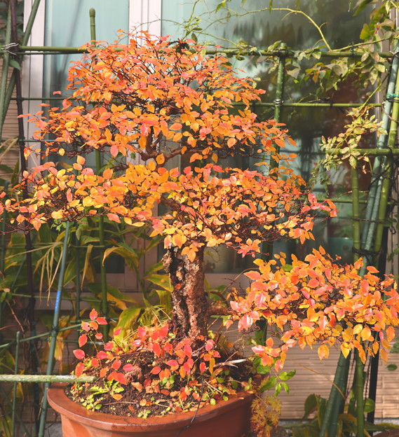 Photos: イワシデの盆栽の紅葉