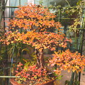 イワシデの盆栽の紅葉