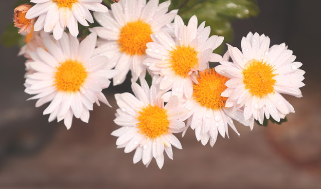 Photos: 白い菊