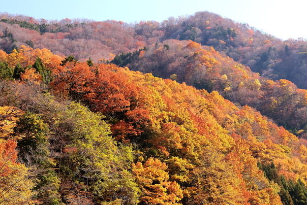 写真: 紅葉から落葉への木々の変化風景