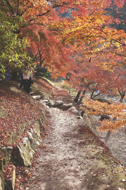 写真: 散策路　小さな道の紅葉