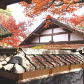 瓦屋根への落葉と紅葉