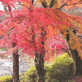 紅葉　香嵐渓