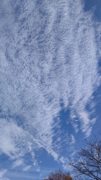 Photos: 澄み切った空に　雲模様３