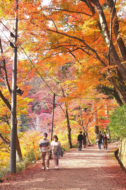 Photos: 紅葉の散策を楽しむ