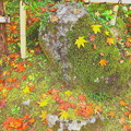 苔石への落葉