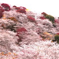 Photos: 四季桜の世界の魅力