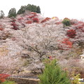 色彩豊かな　小原四季桜