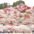 Photos: 駐車場よりの小原四季桜