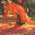 Photos: 紅葉の枝と落葉