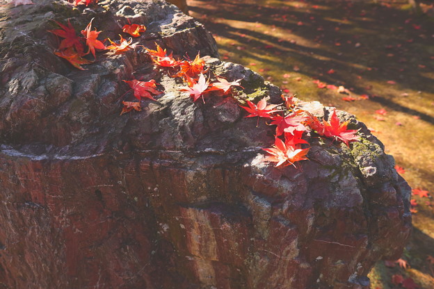 Photos: 岩の上の落葉