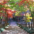 平林寺の紅葉　絶景