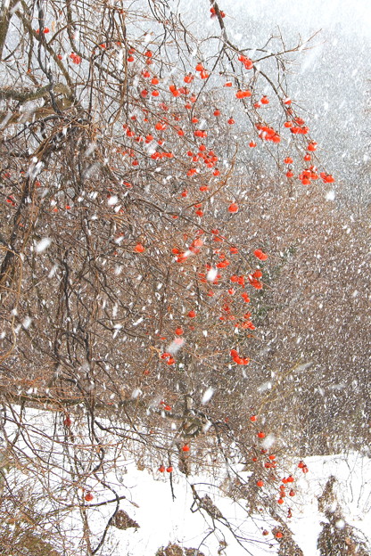 みなかみ　残り柿に降雪