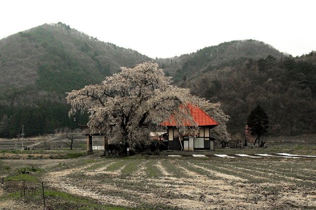 情緒のある天照寺の桜
