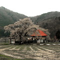 情緒のある天照寺の桜