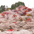 魅了される　四季桜の世界