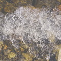 精進湖　氷の結晶