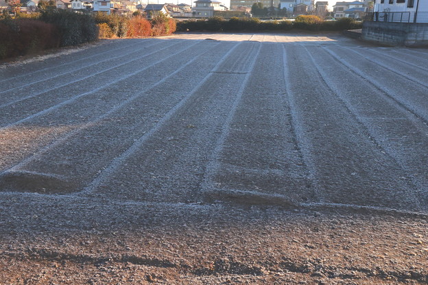 写真: 畑の霜