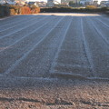 畑の霜
