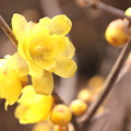 蝋梅の黄色