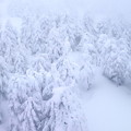 蔵王の山の積雪樹木