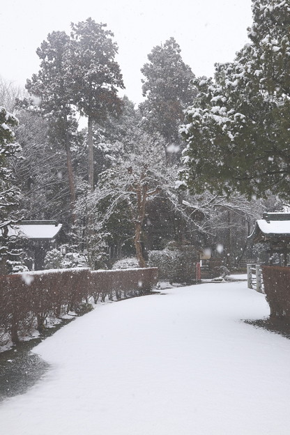 多福寺の初雪の境内