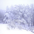 蔵王の雪景色８