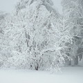 蔵王　枝の積雪造形