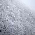 蔵王の枝への積雪