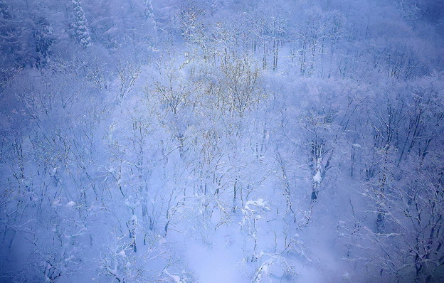 写真: 蔵王の雪景色１１