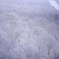 雪景色　蔵王の樹林５