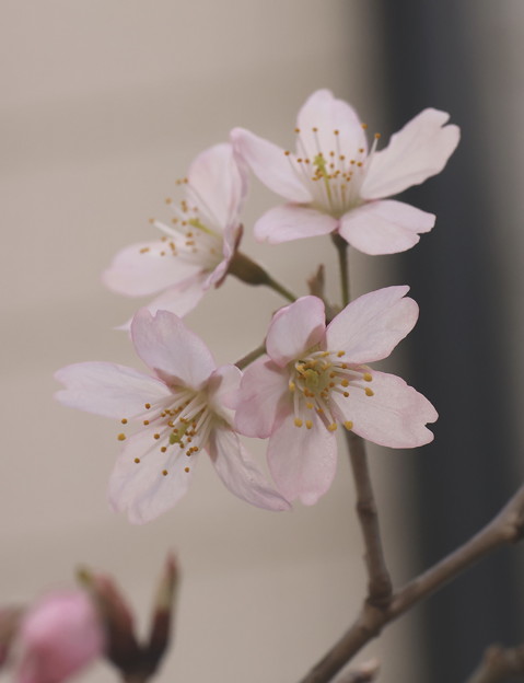 Photos: 桜が咲き始める